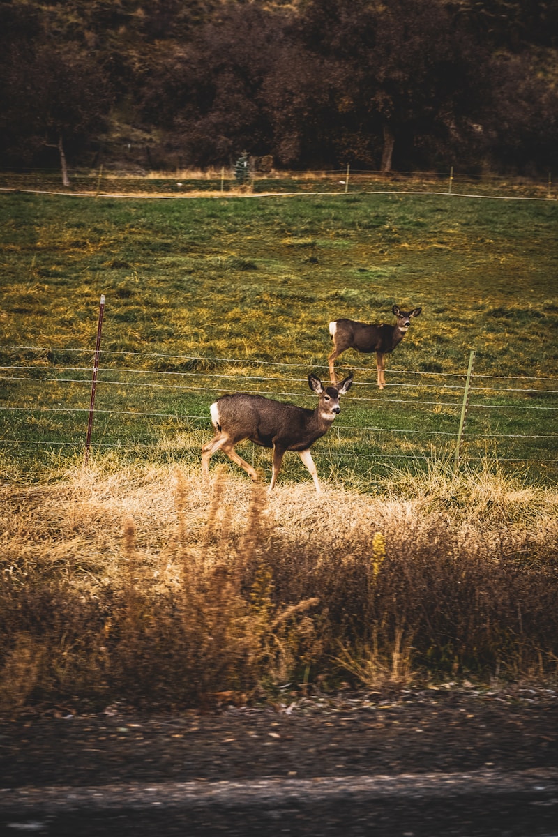 a couple of deer standing on top of a lush green field